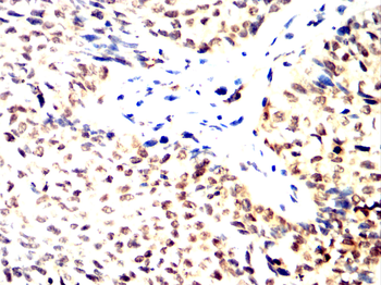 CASP6 Antibody