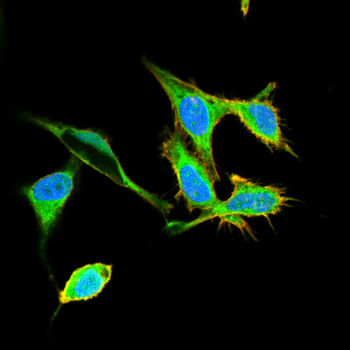 VAMP8 Antibody