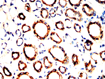 VAMP8 Antibody