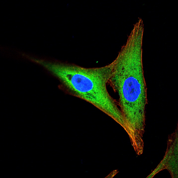 ARHGEF2 Antibody