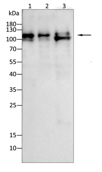 ARHGEF2 Antibody