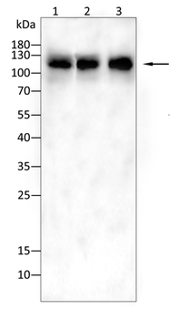 NEDD4L Antibody