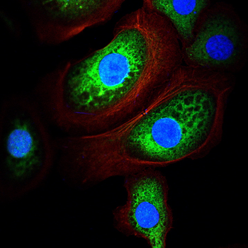RELB Antibody