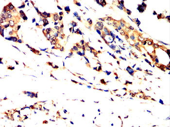 RELB Antibody
