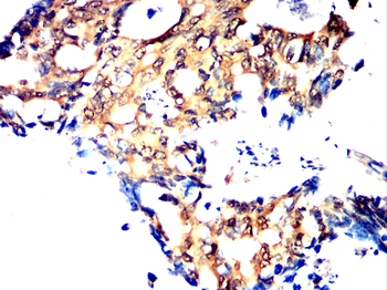 RELB Antibody