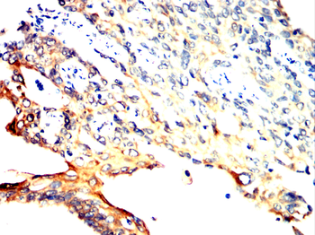 RELB Antibody