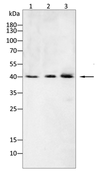 RELB Antibody