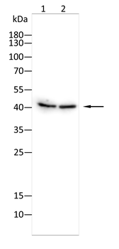 RELB Antibody