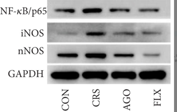 NOS1 Antibody