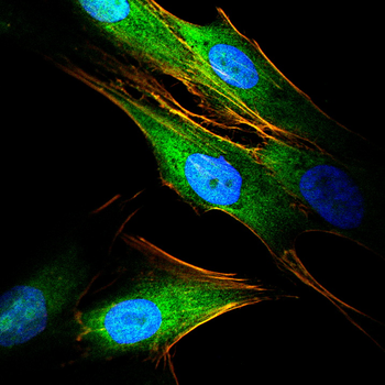 NOS1 Antibody