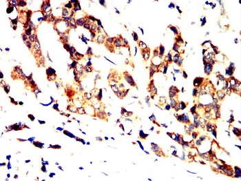 NOS1 Antibody