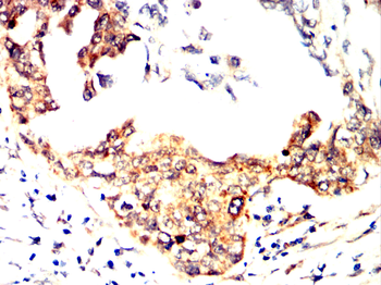 NOS1 Antibody