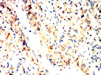 NOS1 Antibody