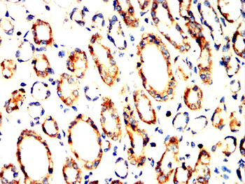 NOS1 Antibody