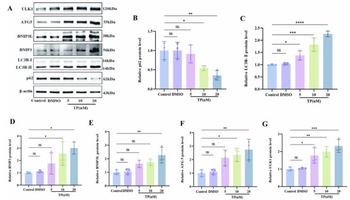 BNIP3 Antibody