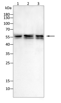 BNIP3 Antibody