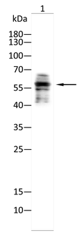BNIP3 Antibody