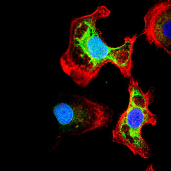 PLIN2 Antibody