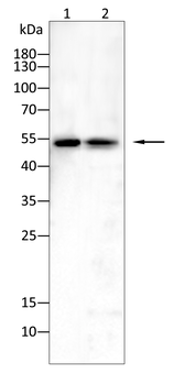 PLIN2 Antibody