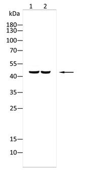PLIN2 Antibody