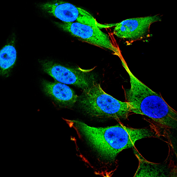 UBD Antibody