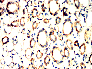 UBD Antibody