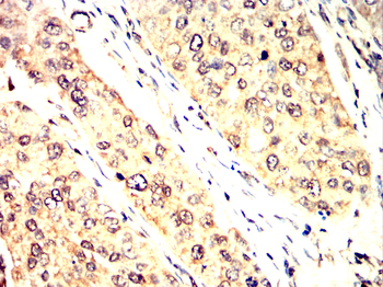 UBD Antibody