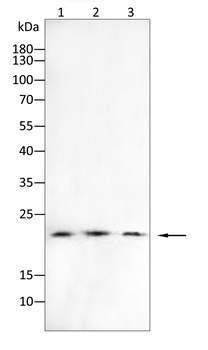 UBD Antibody