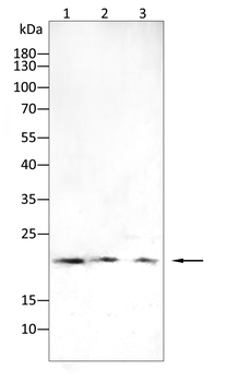 TFF1 Antibody