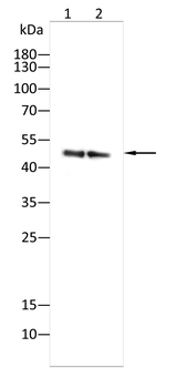 KRT16 Antibody