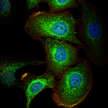 KRT16 Antibody