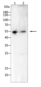 KRT16 Antibody