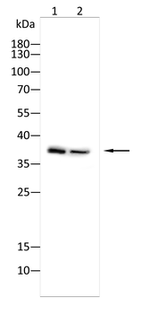 CD1A Antibody