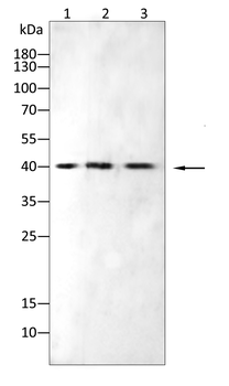 PSMA1 Antibody