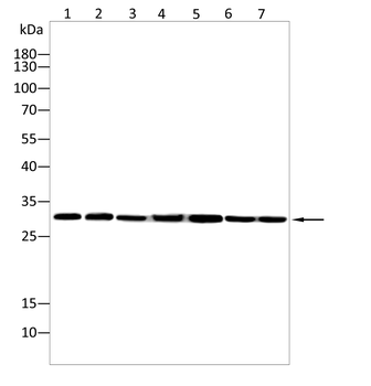 PSMA1 Antibody
