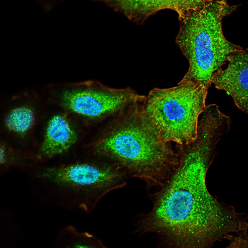 PSMA1 Antibody