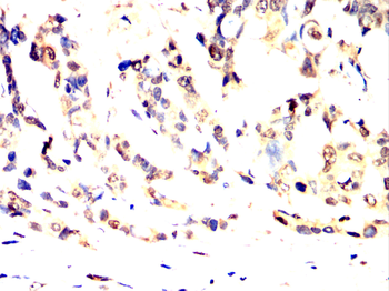 PSMA1 Antibody