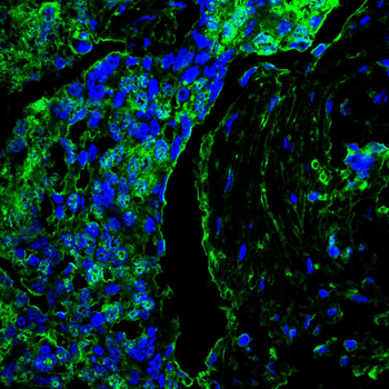 PSMA1 Antibody