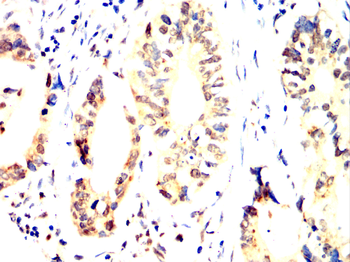 PSMA1 Antibody