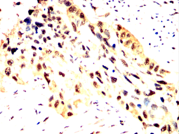 PSMA1 Antibody
