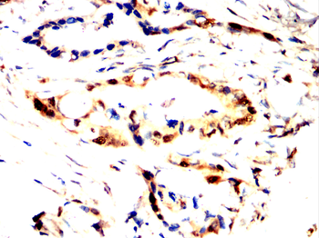 PSMA1 Antibody