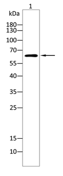 PXN Antibody