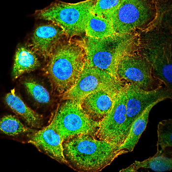 PXN Antibody