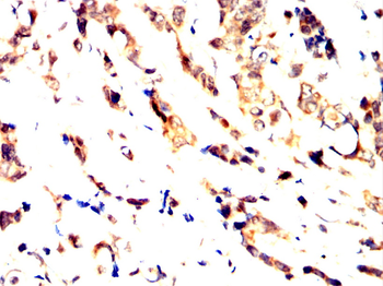 PXN Antibody
