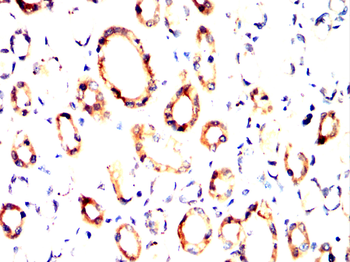 PXN Antibody
