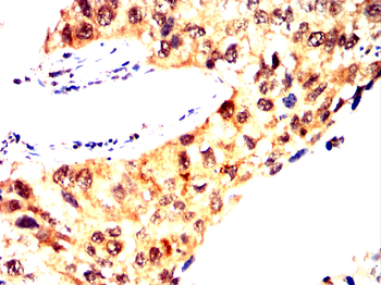 PXN Antibody