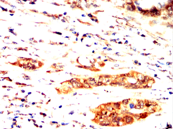 PXN Antibody