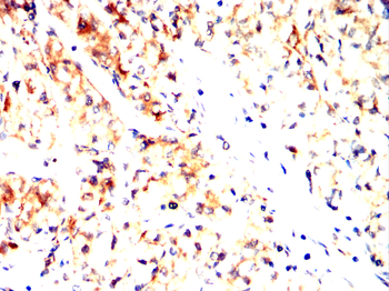 PXN Antibody