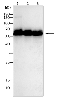 PXN Antibody