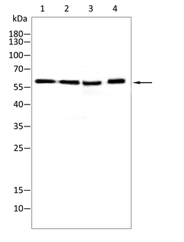 CD276 Antibody